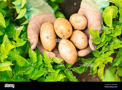 Hands Potatoes Hi Res Stock Photography And Images Alamy