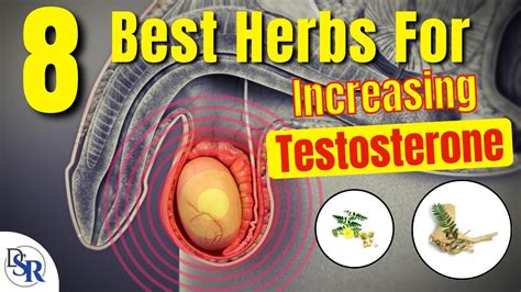 8 Best Herbs For 𝗜𝗻𝗰𝗿𝗲𝗮𝘀𝗶𝗻𝗴 𝗧𝗲𝘀𝘁𝗼𝘀𝘁𝗲𝗿𝗼𝗻𝗲 Clinically Proven YouTube