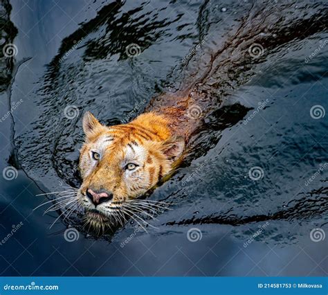 The Tiger Swims On The Water Stock Image Image Of Danger Hunter