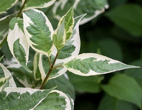 Дерен белый Ivory Halo – САД НА ВЫРОСТ