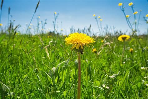 Dandelions Yellow Flowers Meadow Free Photo On Pixabay Pixabay