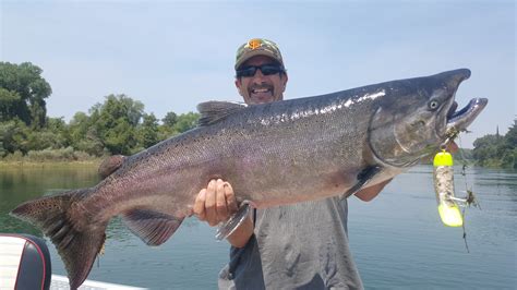 Sacramento River Fish Report Sacramento River King Salmon Time