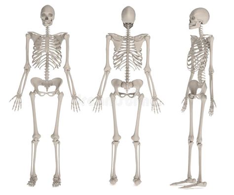 Render Of Female Skeleton Stock Illustration Illustration Of Bones