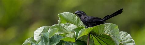 Trinidad & Tobago: Incredible Birds & Wildlife Tour 2025 | Naturalist ...