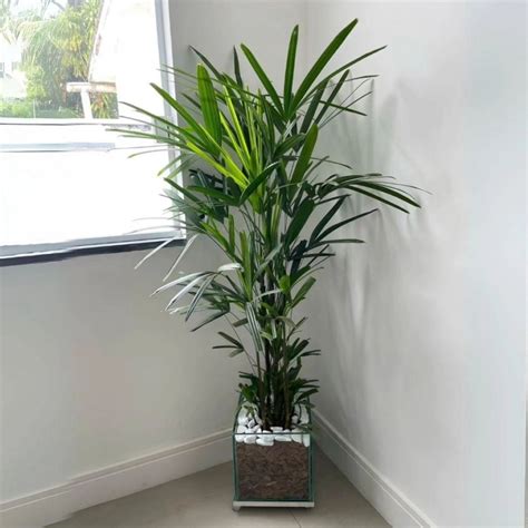 Vaso De Planta Vidro