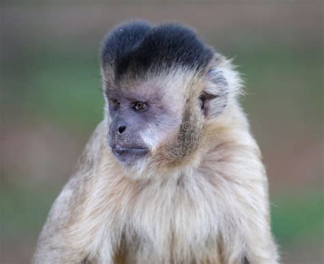 Closeup Of Tufted Capuchin Monkey Sapajus Apella Capuchin Monkey