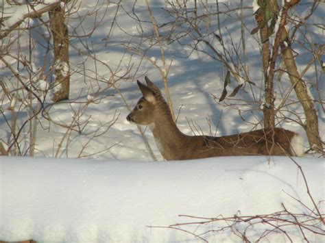 Snowy deer : r/deer