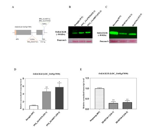 Characterization Of T Dna Insertion Lines With Analysis Of Gene