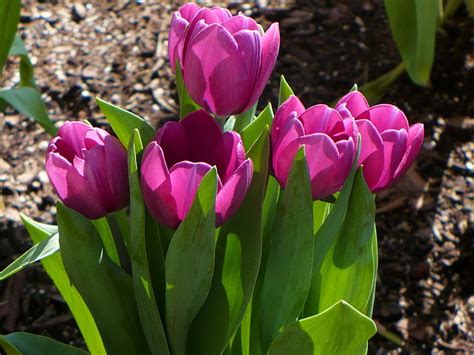 Pink Tulips Tulips Flowers Flowing Sunny Spring Hd Wallpaper