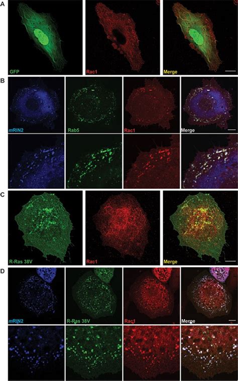 Rin R Ras And Rac Colocalize On Rab Positive Early Endosomes A