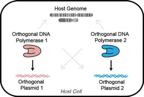 Mutually Orthogonal Dna Replication Systems In Vivo Acs Synthetic Biology