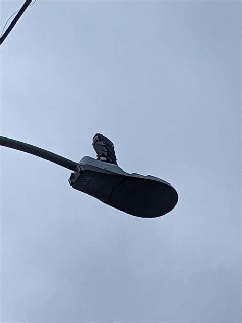 Seattle, WA, today : r/whatsthisbird