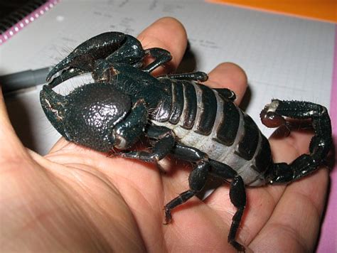 Emperor Scorpion