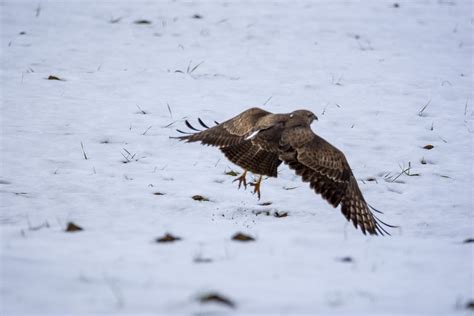 Hawk Nature Birds Free Photo On Pixabay Pixabay