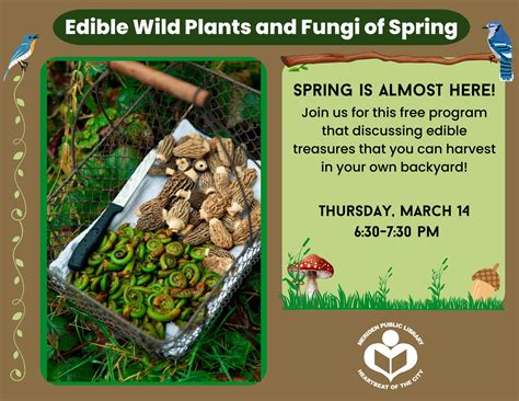 Mar Edible Wild Plants And Fungi Of Spring Meriden Ct Patch