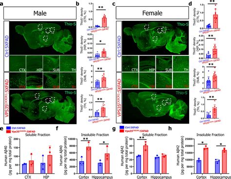 Increased A Levels And A Plaques In Microglial Vps Deficient Xfad