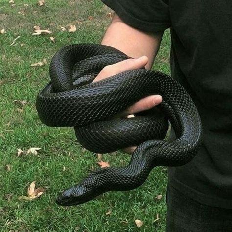 Pin by ayşen on animals | Cute snake, Pretty snakes, Snake