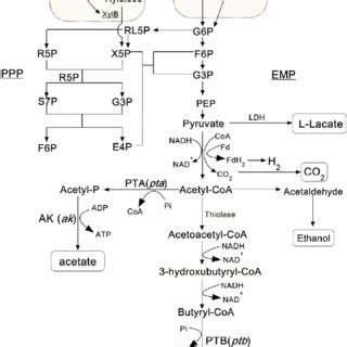 Comparison Of Butyric Acid Production By Clostridium Tyrobutyricum With