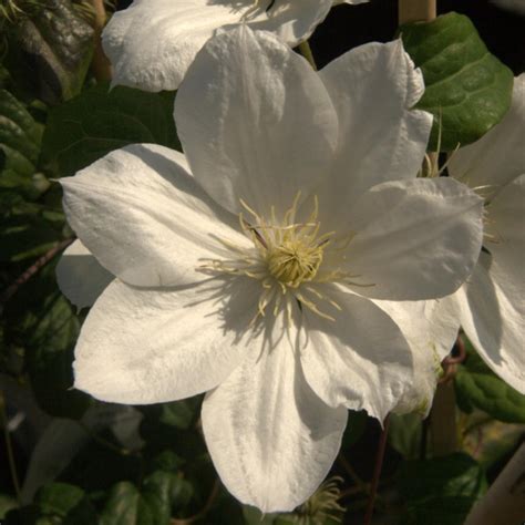 Clématite The Bride Clematis Patens à Fleurs Simples Blanches