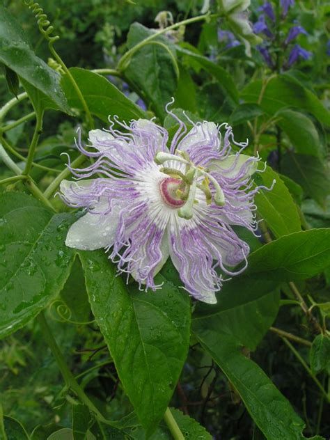 Passiflora incarnata seeds (Maypop) - Twining Vine Garden