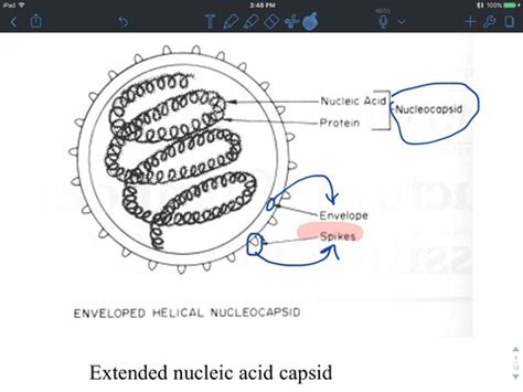 Virology Lec 1 Flashcards Quizlet