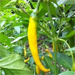 Papryka D Uga Ta Ostra Capsicum Annuum