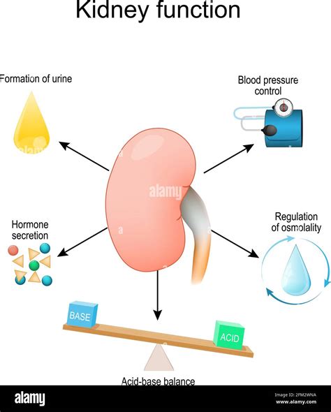 Funci N Renal Del Equilibrio Cido Base La Regulaci N De Osmolalidad