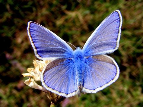 Butterfly | Inspiring Purpose