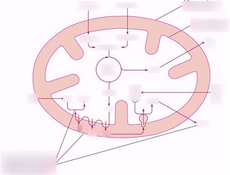 mitochondrial matrix part 2 Diagram | Quizlet