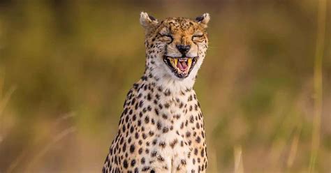 What's so funny? This laughing cheetah is clearly amused by something ...