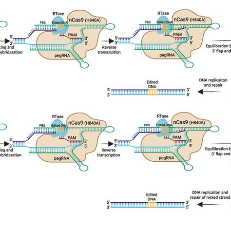 Germline Genome Editing Editing The Genome Of Preimplantation Embryos