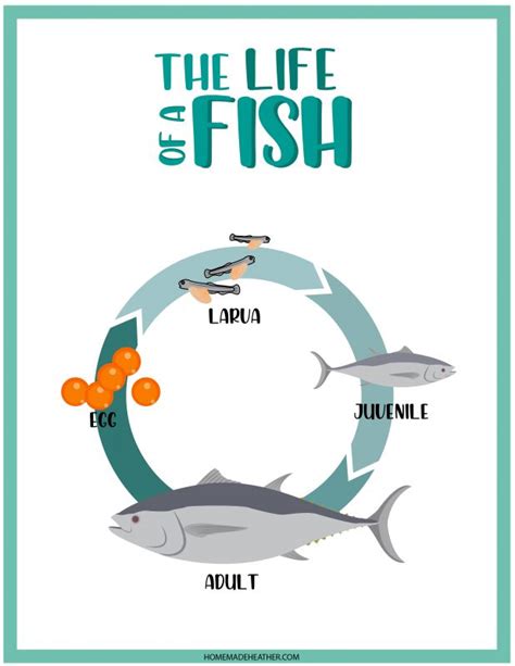 Free Printable & Interactive Fish Life Cycle Worksheets - Worksheets ...