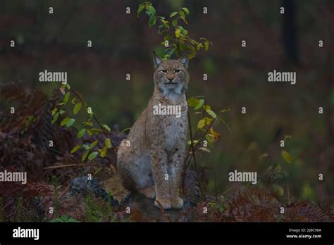 Eurasian lynx in forest Stock Photo - Alamy