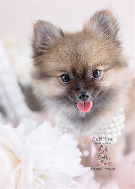 TeaCups Puppies Cute Pomeranians Available | Teacup Puppies & Boutique