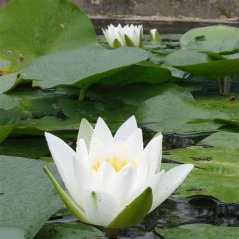 NYMPHAEA Hermine En Rhizome Gamm Vert