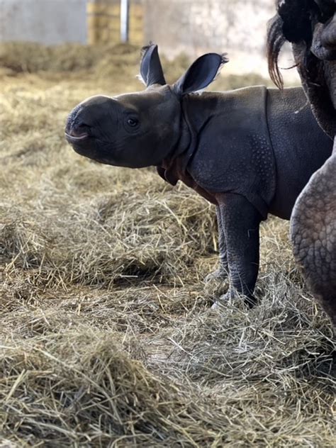 Video Baby Rhino Calf Born At Tanganyika Wildlife Park In Kansas