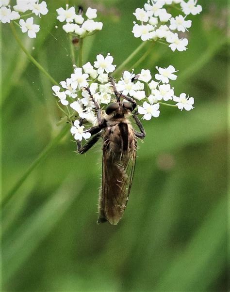 Machimus Rusticus 210804 Schlichte Raubfliege Machimus R Flickr