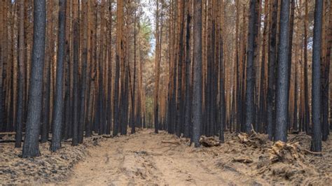 Waldbrandgefahr In Sachsen Am Gro Teil Der Waldfl Chen In