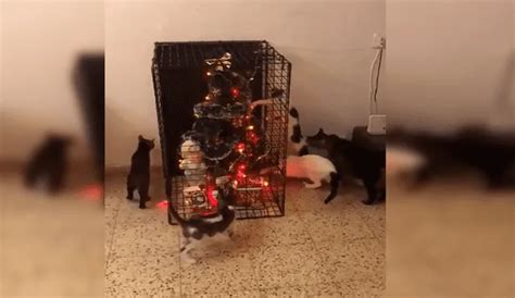 Facebook Viral Mujer Aplica Singular Truco Para Evitar Que Sus Gatos