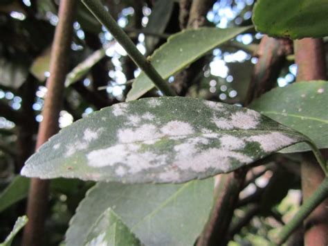 Come Curare Il Mal Bianco Dalle Piante Come Prevenire E Rimedi Naturali