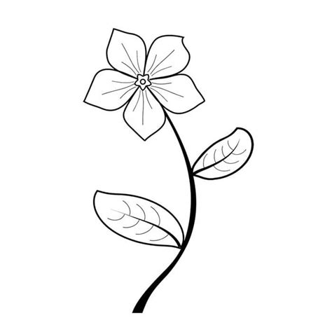 Periwinkle Flower Drawing