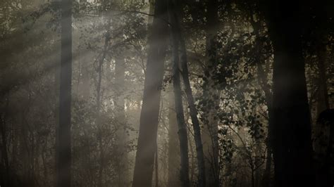 Foggy Dark Forest Background 1627581 Stock Video at Vecteezy