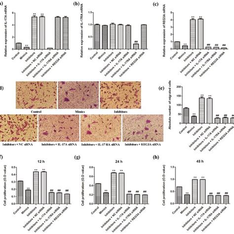 Mir Regulates Macrophage Migration And Proliferation Through The