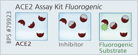 Ace Inhibitor Screening Assay Kit Xl Biotec