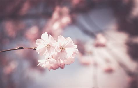 Wallpaper Sunlight Food Depth Of Field Flowers Nature Plants