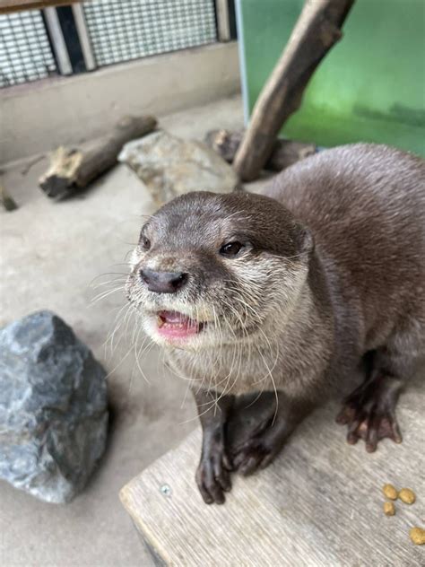 東武動物公園【公式】リュウくん On Twitter 本日5月22日日15時30分から小獣舎カワウソ展示場前で「世界カワウソの日特別