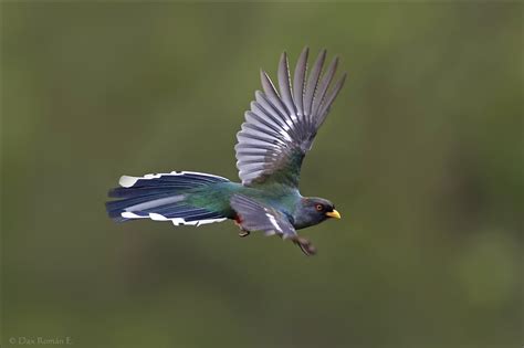 Endemic & Threatened Species Working Group – BirdsCaribbean