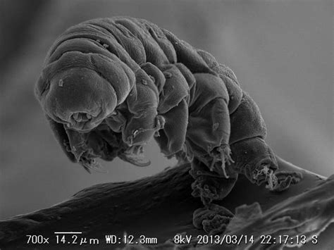 How to catch a tardigrade | Tardigrade, Cute animals, Creatures 