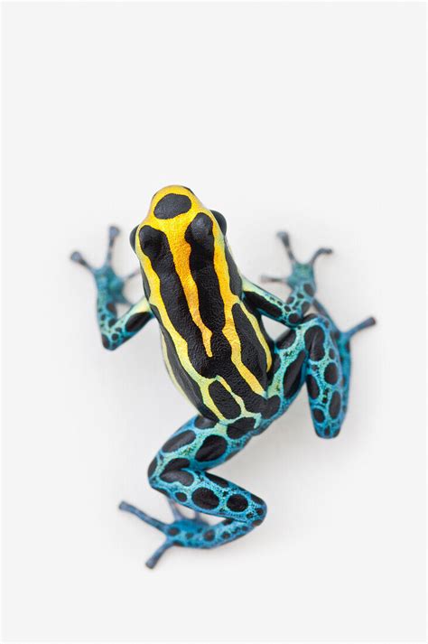 Black Yellow And Blue Poison Dart Frog License Image 70483754