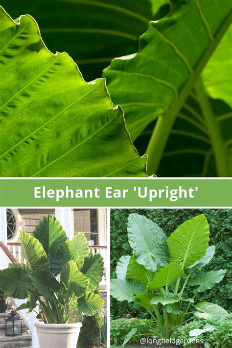 Commonly Known As Upright Elephant Ear Alocasia Macrorrhizas Glossy